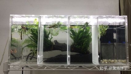 魚缸植物選擇搭配建議：適合淡水魚缸的幾種植物