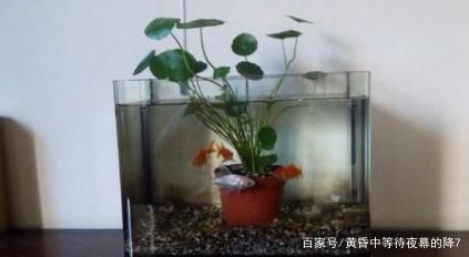 魚缸植物選擇搭配建議：適合淡水魚缸的幾種植物