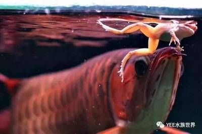 龍魚吃東西一直嚼不動(dòng)：龍魚吃東西一直嚼不動(dòng)可能是由多種原因引起的，以下可能是原因