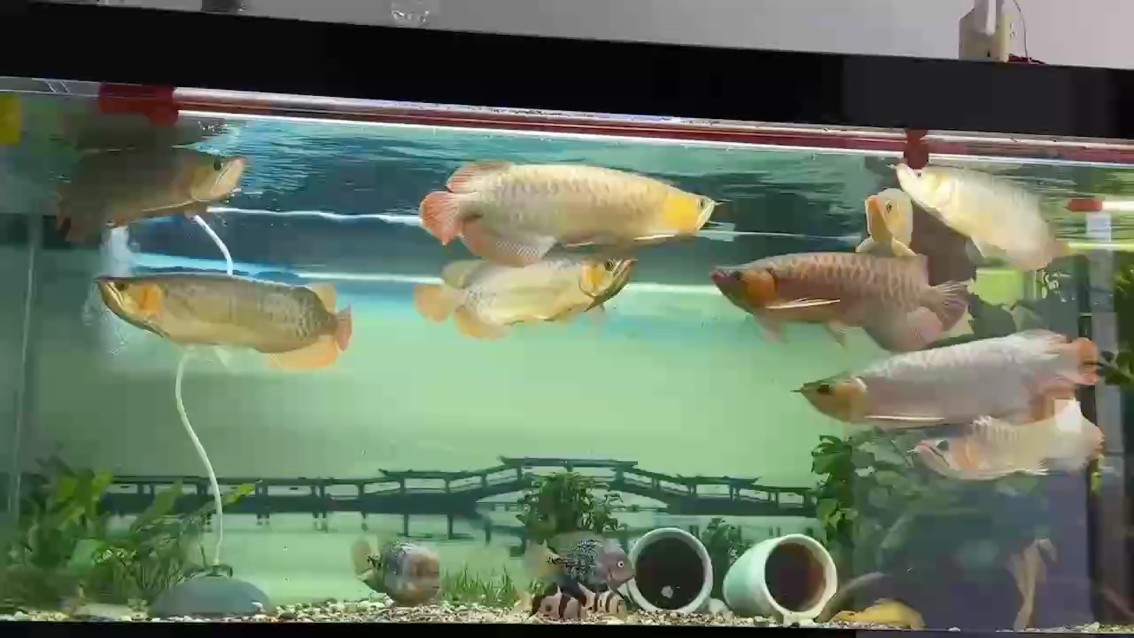 一杯茶一群魚一晚上。