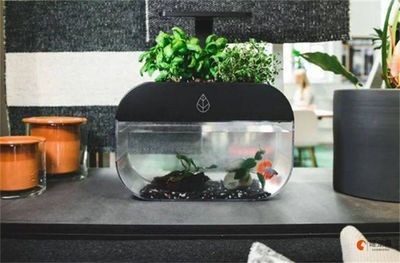 魚缸換水的正確方法，換水的正確方法：過濾魚缸換水的正確方法