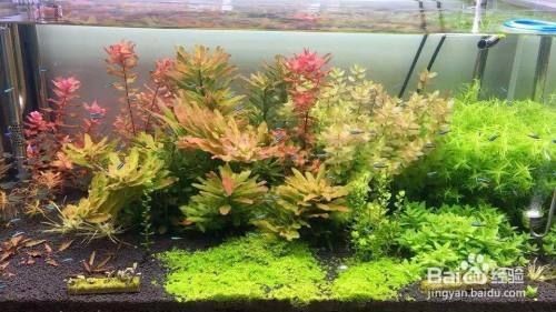 魚缸水白霧怎么處理，如何維護魚缸硝化系統魚缸水霧的常見原因