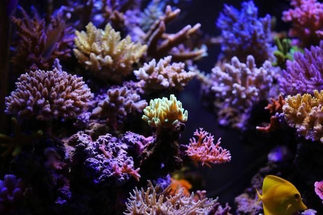 海水魚缸可以直接用海水嗎（海水可以直接使用嗎？）