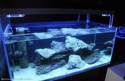 海水魚缸可以直接用海水嗎（海水可以直接使用嗎？）