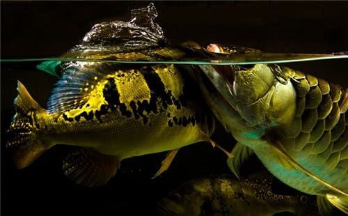 龍魚吃食搶不過別的魚怎么辦
