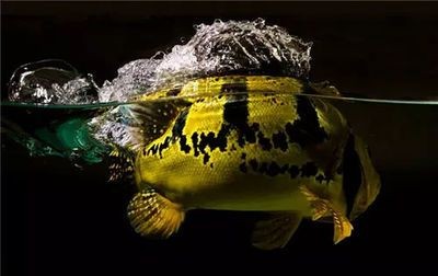 龍魚吃食搶不過別的魚怎么辦