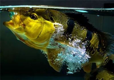 龍魚吃食搶不過別的魚怎么辦