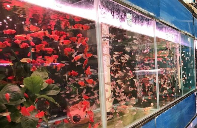 魚缸擺放的注意事項和技巧：店鋪中擺放魚缸的注意事項和技巧和技巧
