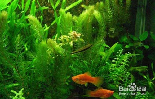 如何自然提升魚缸溶氧量：如何自然提升魚缸溶氧量的有效方法