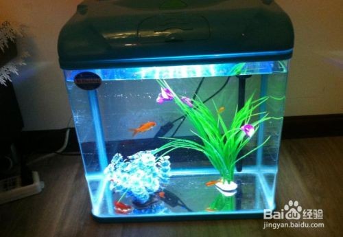 如何自然提升魚缸溶氧量：如何自然提升魚缸溶氧量的有效方法