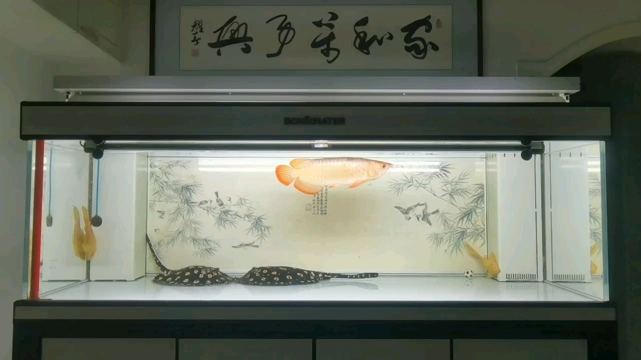 今天淋的雨，會變成明天葉尖的光！