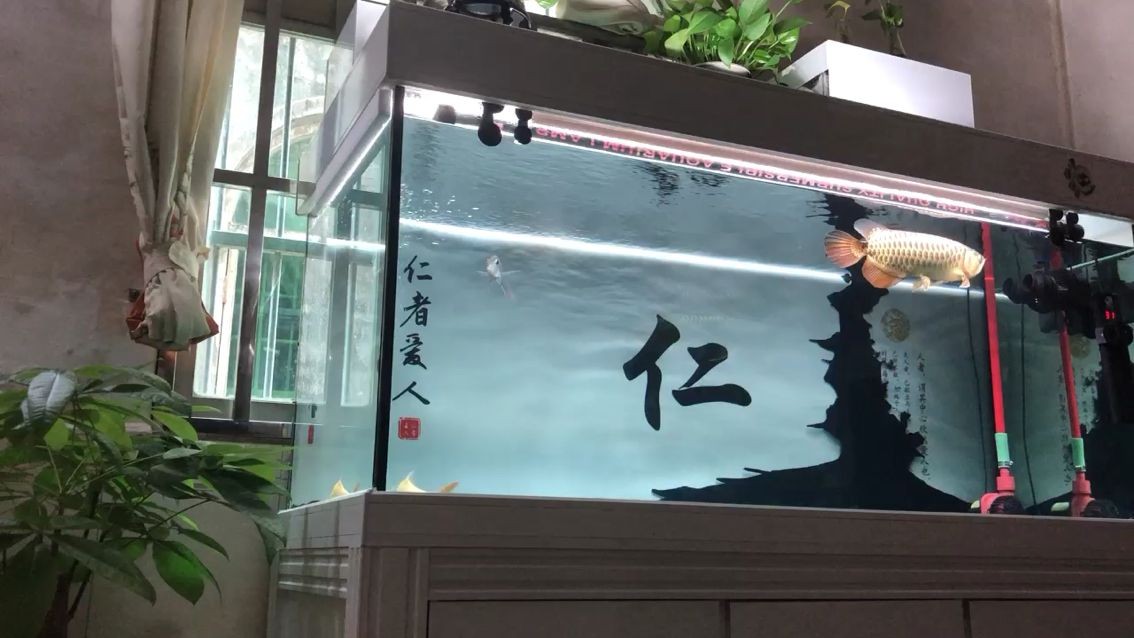 鋼化玻璃做魚(yú)缸安全嗎：鋼化玻璃做魚(yú)缸好嗎安全嗎