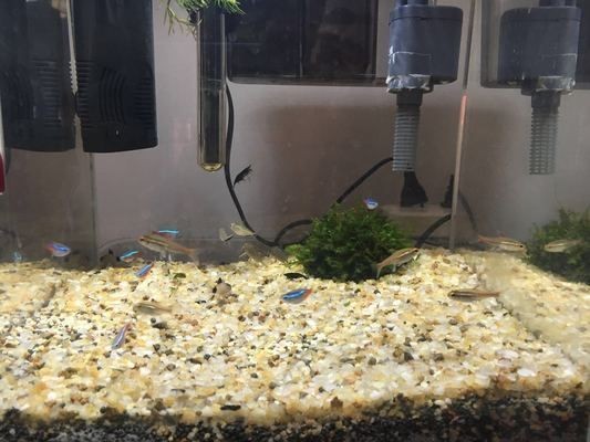 魚缸過濾技術(shù)需要了解魚缸水質(zhì)變化的基本原理和優(yōu)缺點：魚缸過濾技術(shù)的發(fā)展