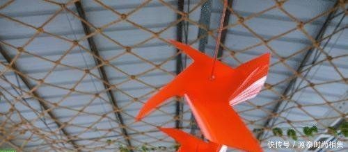 魚缸與微波爐擺放的適宜距離：家電擺放風(fēng)水禁忌一覽表，如何選擇合適尺寸的魚缸
