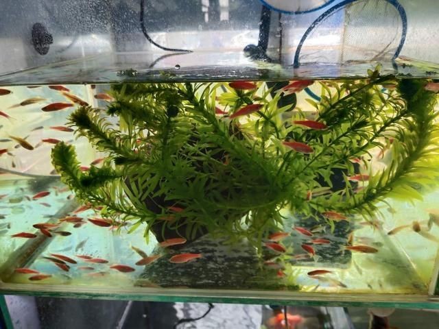 魚缸水發(fā)白是什么意思
