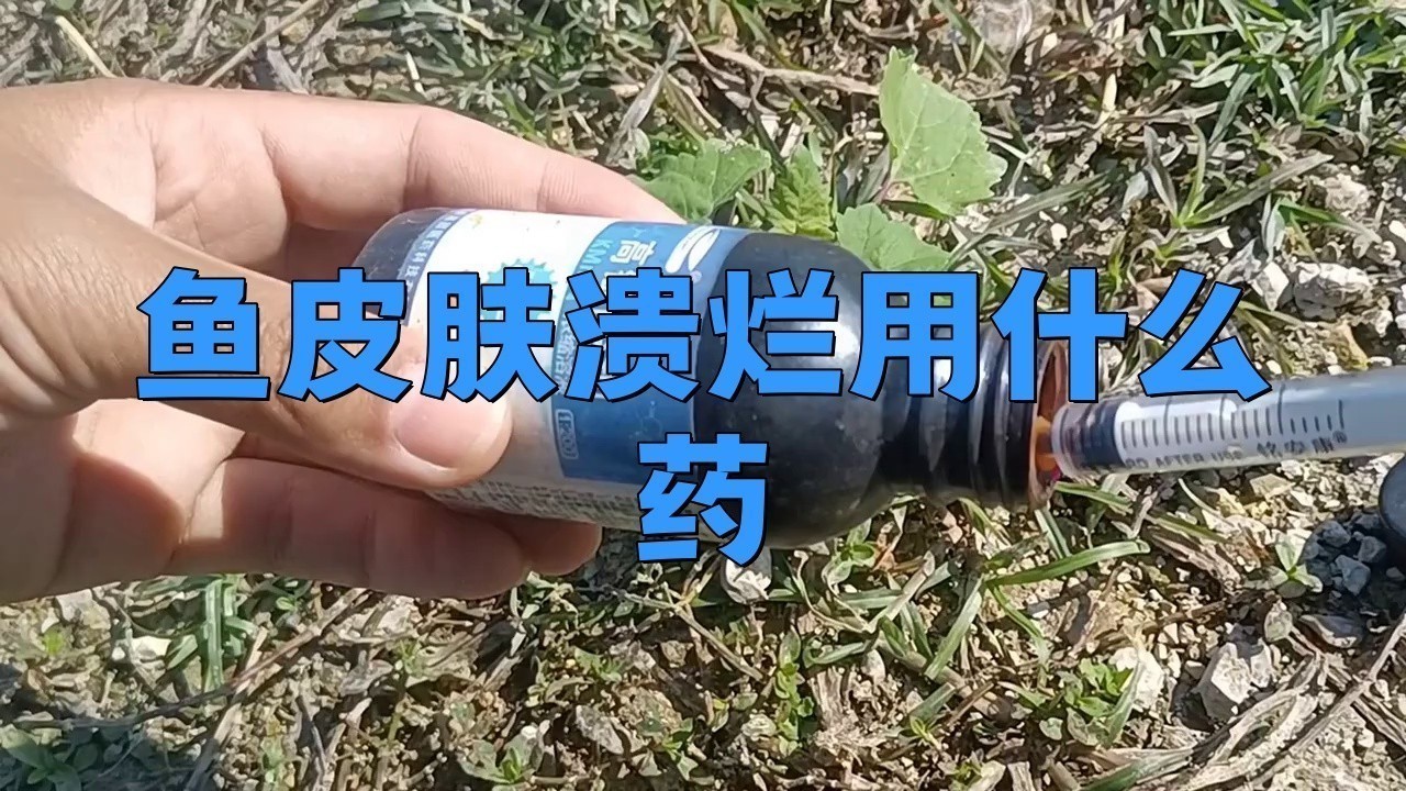 有哪些藥物可以有效治療龍魚爛身？
