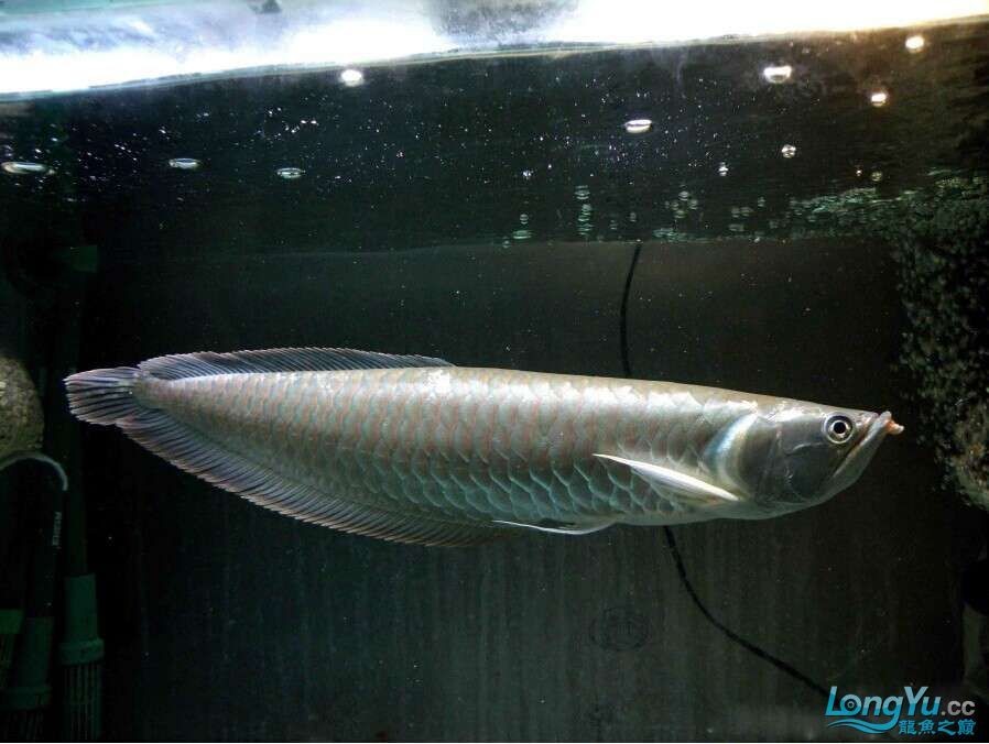 銀龍魚疾病早期癥狀：銀龍魚常見疾病早期癥狀