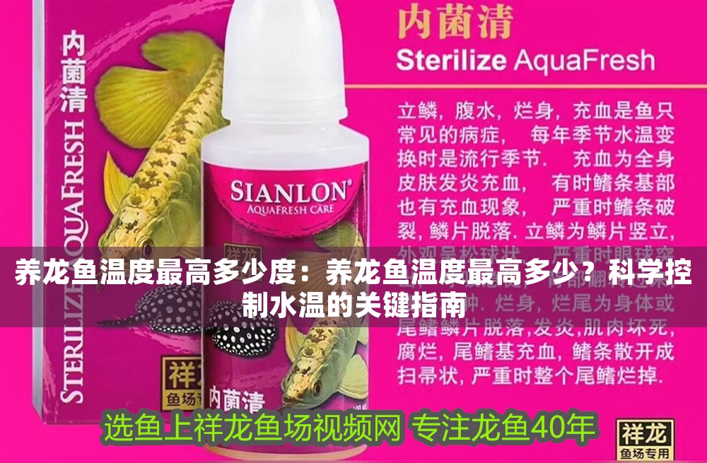 養龍魚溫度最高多少度：養龍魚溫度最高多少？科學控制水溫的關鍵指南