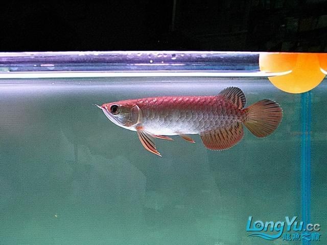 金龍魚高背和b過的區(qū)別：金龍魚的高背和b過在遺傳血統(tǒng)上有明顯的區(qū)別