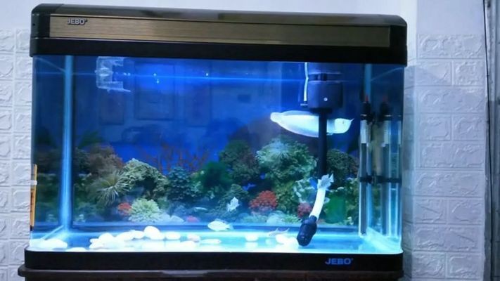 小佩魚缸pro過濾改造：小佩魚缸pro過濾系統改造案例分享小佩魚缸pro濾材選擇指南