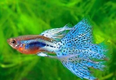 魚缸風水的科學性：關于魚缸風水的知識