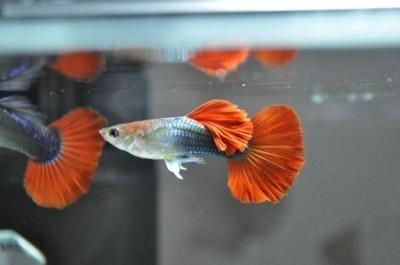 魚缸風水的科學性：關于魚缸風水的知識