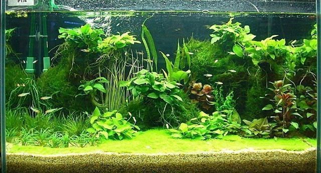 魚缸風水的科學性：關于魚缸風水的知識