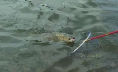 龍魚陪什么魚好釣：適合與龍魚混養的幾種魚種