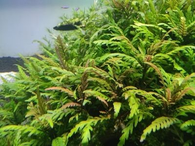 底濾魚缸可以放石頭，但需要注意的幾點：底濾魚缸可以放石頭嗎？