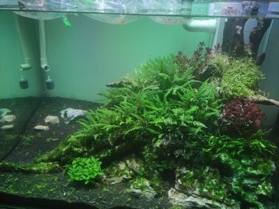 底濾魚缸可以放石頭，但需要注意的幾點：底濾魚缸可以放石頭嗎？