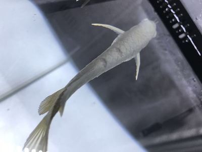 紅龍魚眼睛往里凹怎么辦啊視頻教學（紅龍魚眼睛往里凹怎么辦啊視頻教學）