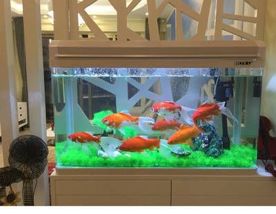 魚缸知名品牌（哪些魚缸品牌比較好） 魚缸知名品牌（哪些魚缸品牌比較好） 魚缸百科 第5張