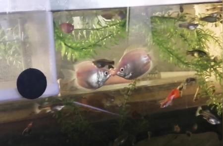 如何減少魚缸內(nèi)沖突：如何減少魚缸內(nèi)動(dòng)物之間的沖突