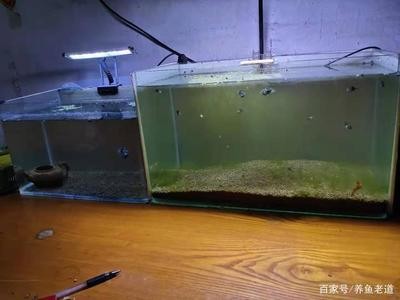 扶余市三岔河鎮(zhèn)尚游水族花卉館（扶余市三岔河鎮(zhèn)尚游水族花卉館電話）