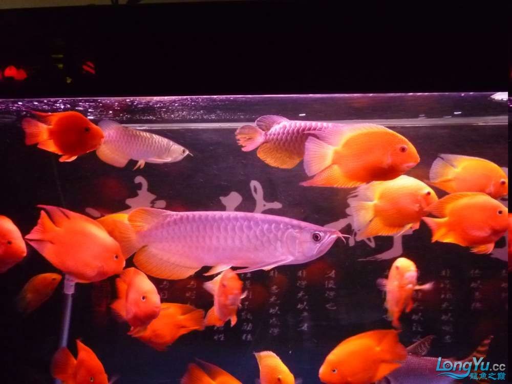 黑白雙煞缸