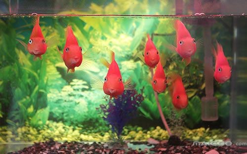 如何選擇一個合適的魚缸：關(guān)于水族箱的問題