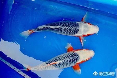 魚缸里的微觀世界魚缸中的微觀世界魚缸中的魚比喻為社會學思想：魚缸中的微觀世界