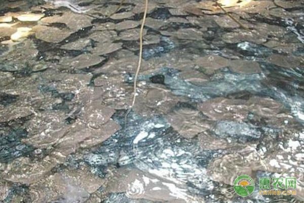魚缸那個品牌比較好又平價：平價魚缸品牌售后服務評價匯總魚缸品牌性價比排行
