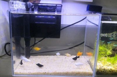自制魚缸的安全指南自制魚缸的安全指南自制魚缸安全指南:定制的魚缸會爆缸嗎? 魚缸百科 第4張 自制魚缸的安全指南自制魚缸的安全指南自制魚缸安全指南:定制的魚缸會爆缸嗎? 自制魚缸的安全指南自制魚缸的安全指南自制魚缸安全指南:定制的魚缸會爆缸嗎? 魚缸百科 第4張