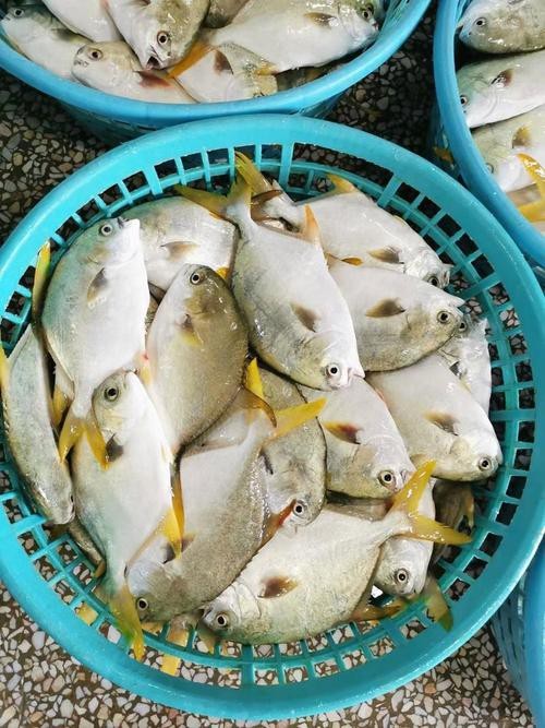 北海龍魚圖片大全高清圖