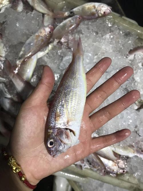 北海龍魚圖片大全高清圖