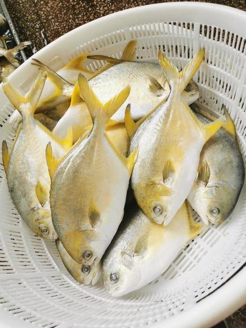 北海龍魚圖片大全高清圖