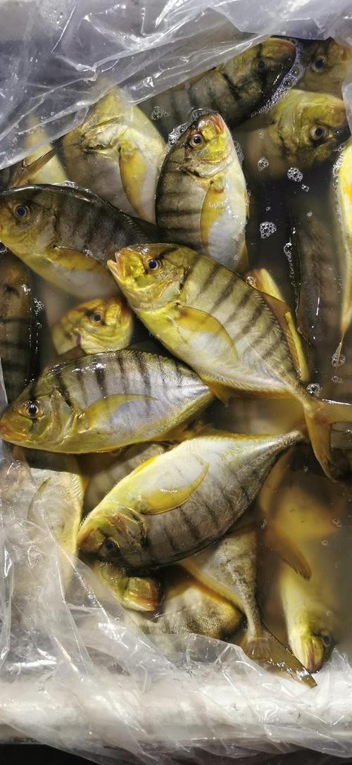 北海龍魚圖片大全高清圖