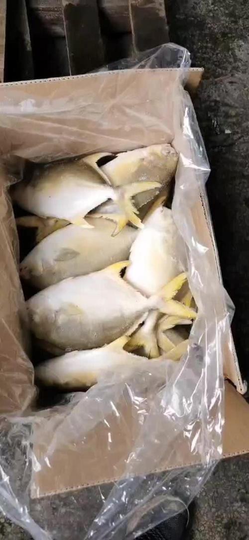 北海龍魚圖片大全高清圖