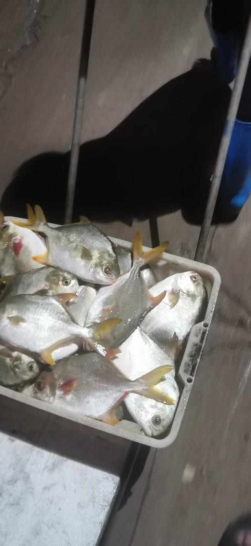 北海龍魚圖片大全高清圖
