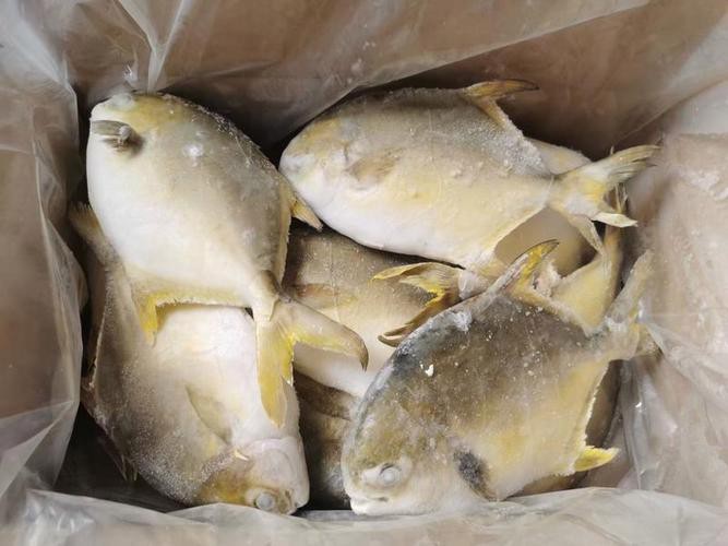 北海龍魚圖片大全高清圖