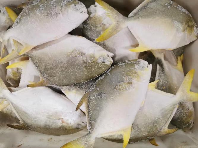 北海龍魚圖片大全高清圖