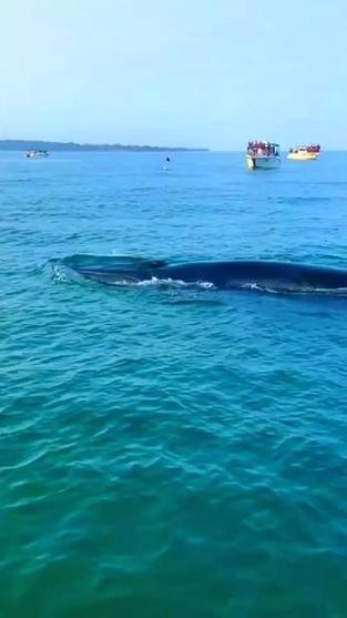 北海龍魚圖片大全高清圖