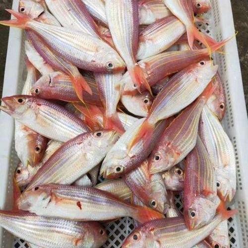 北海龍魚圖片大全高清圖