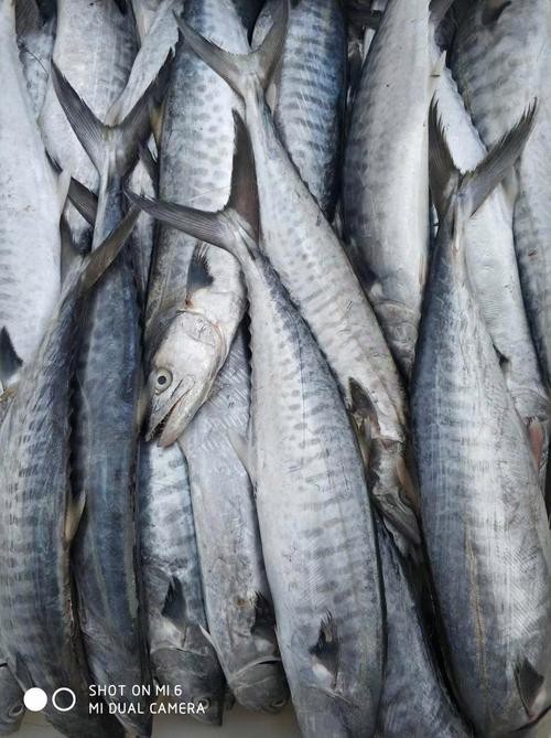 北海龍魚圖片大全高清圖